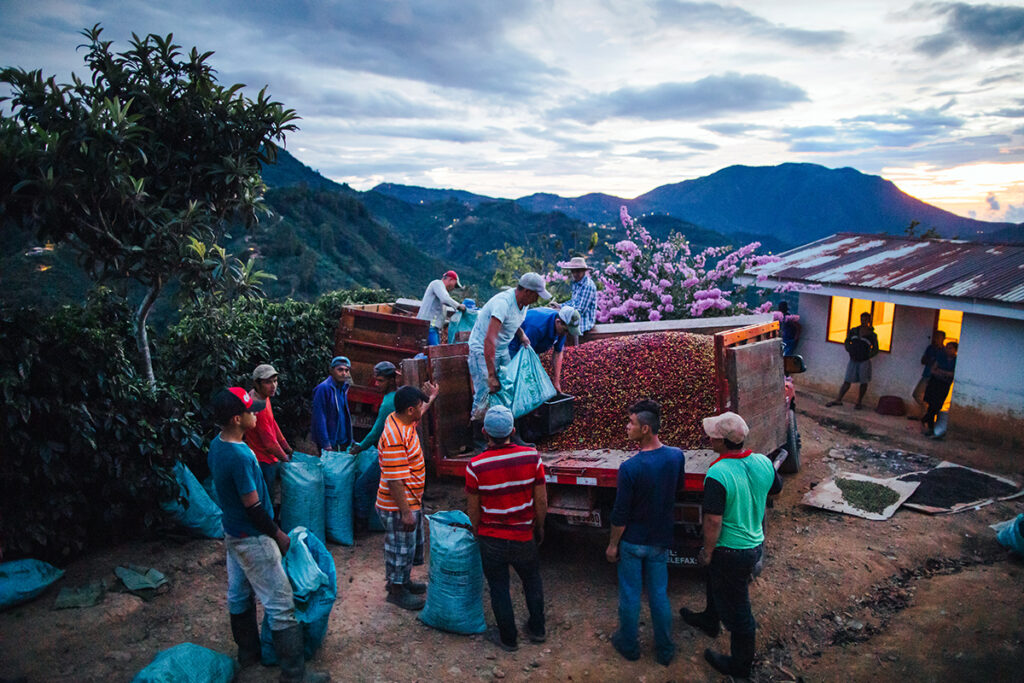 Workers loading picked coffee cherries into trucks