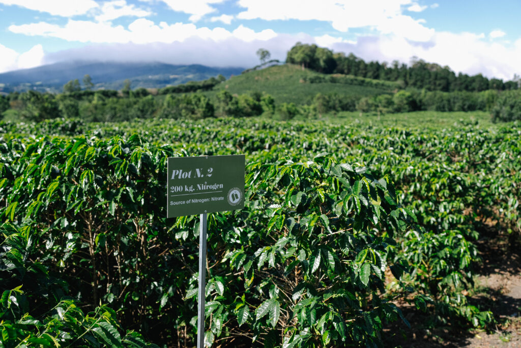 A field of coffee trees