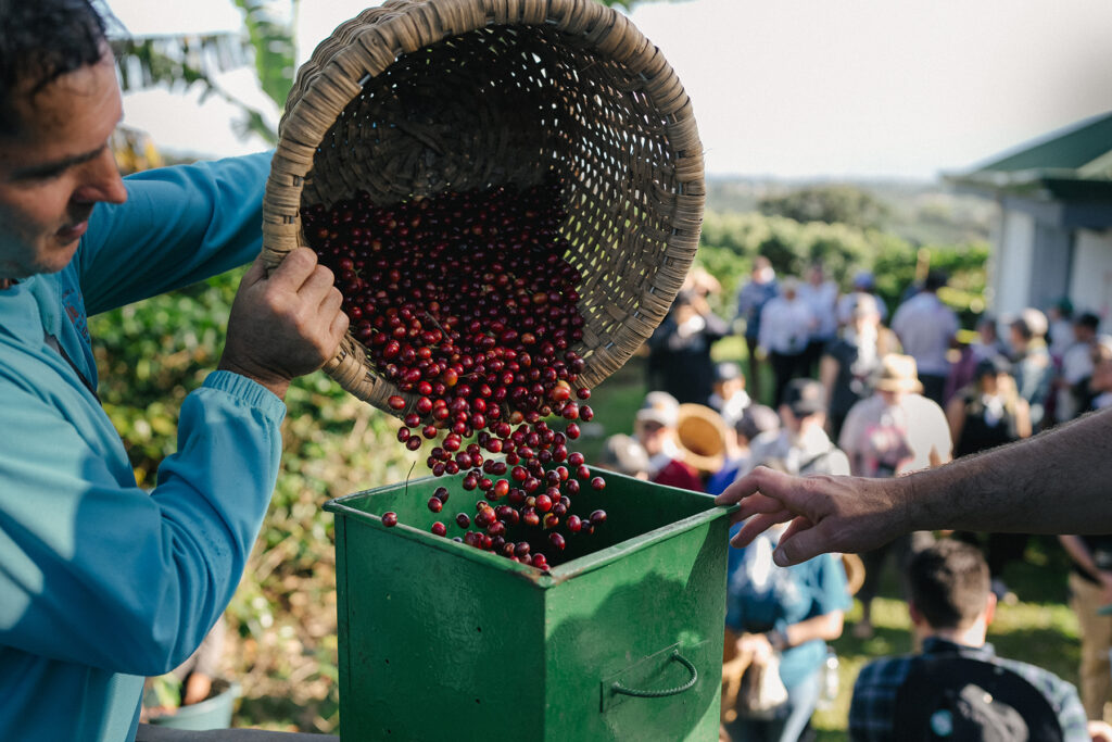 Cherrie coffees in a weaved backed