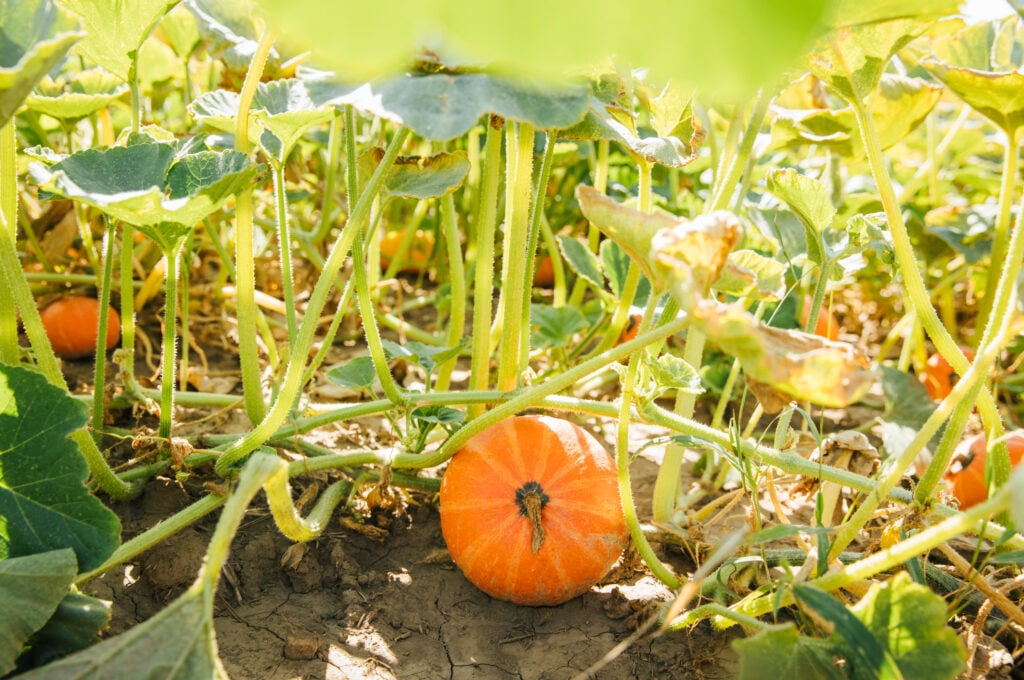A bright orange pumpkin rests on the ground among green vines and leaves, surrounded by a sunlit garden setting.