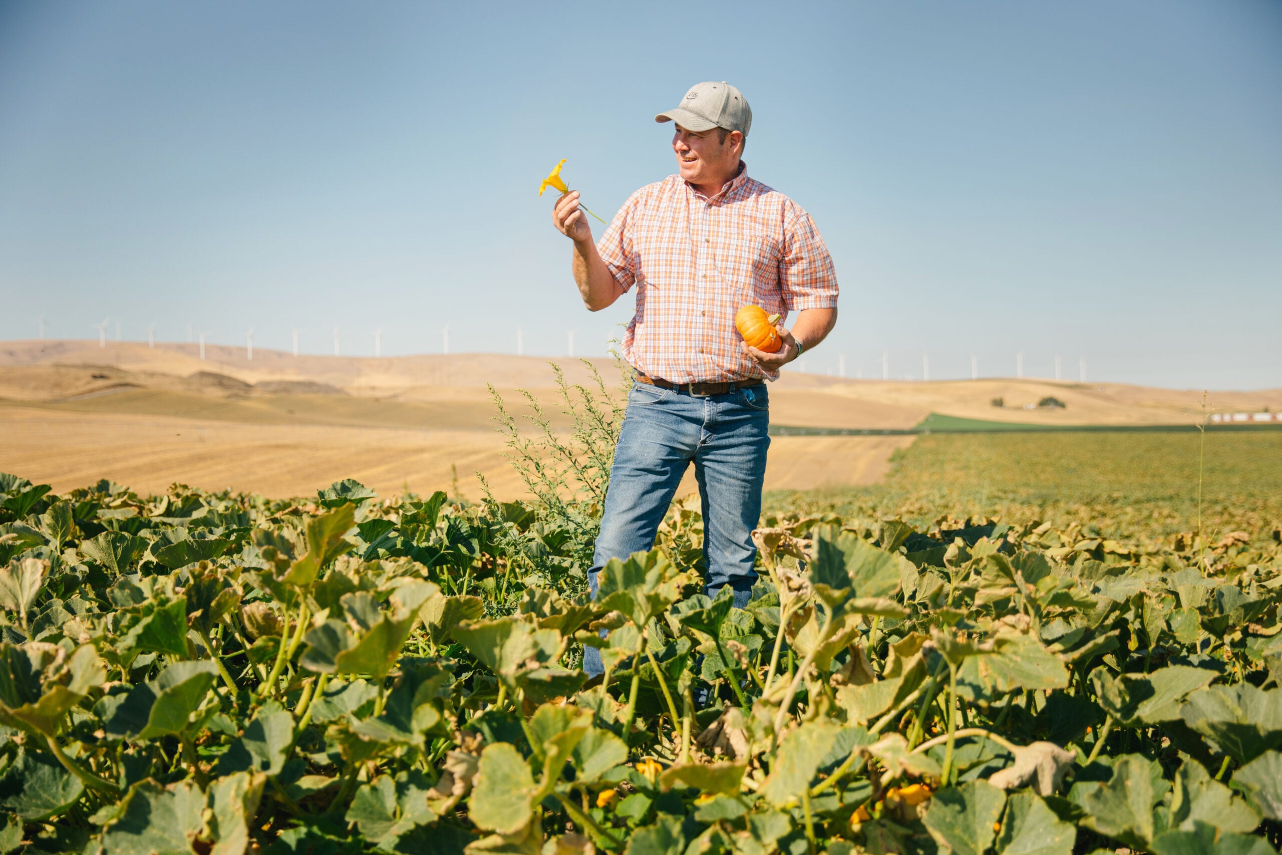 A man stands in a pumpkin field, holding a small yellow squash in one hand and a pumpkin in the other. He wears a plaid shirt and a cap, with wind turbines visible in the background.