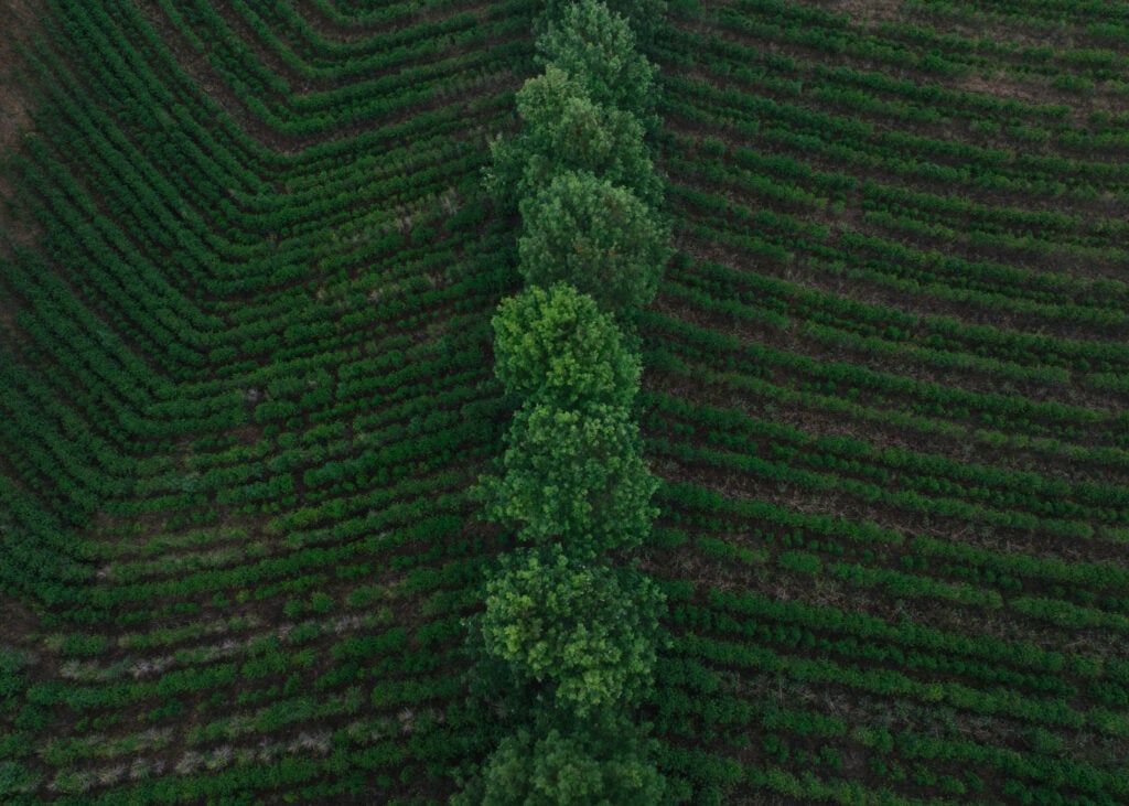Aerial view of a lush green field with neatly arranged rows of crops, bordered by a line of tall trees.