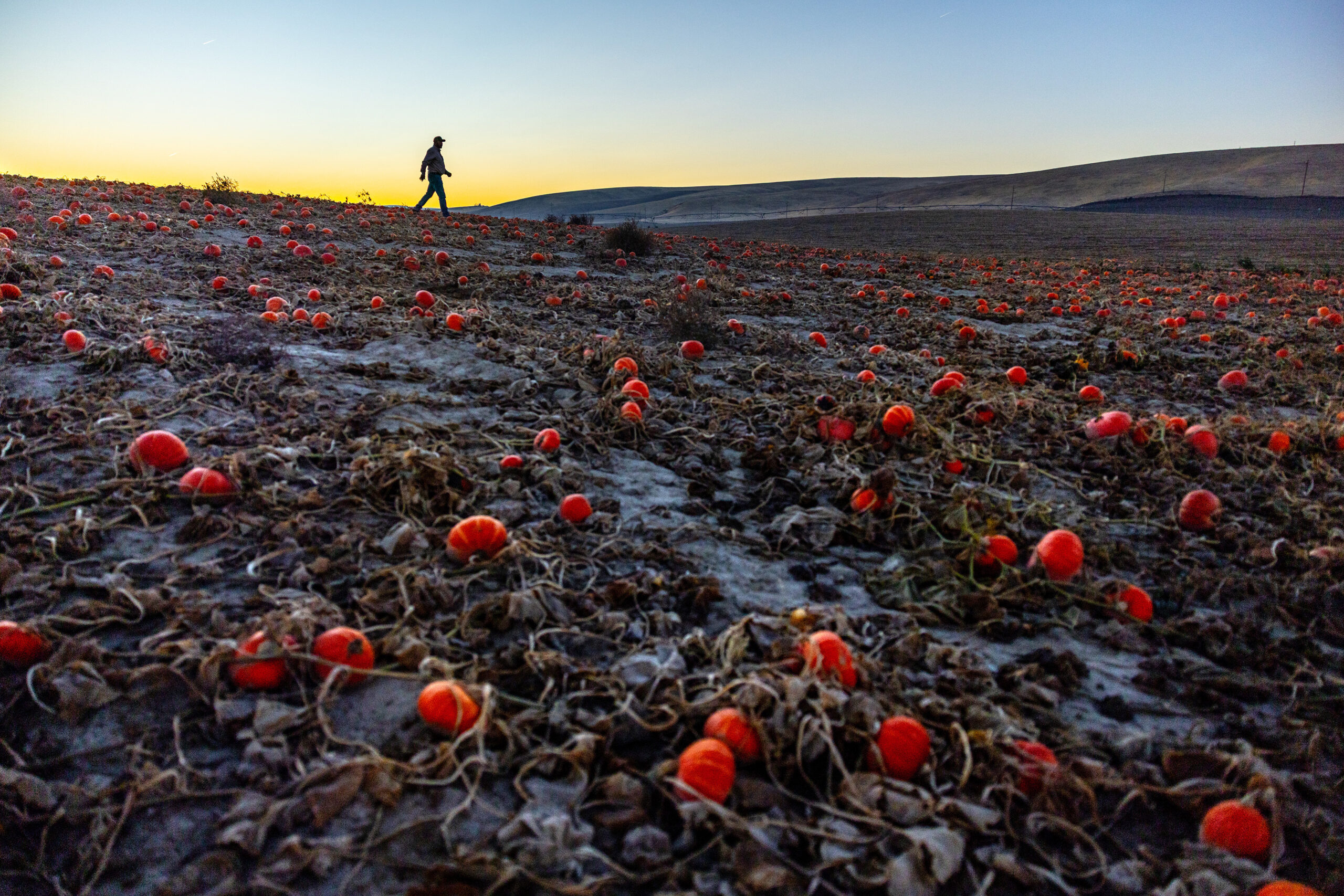 A person walks through a field scattered with small, orange pumpkins against a backdrop of a sunset and rolling hills.