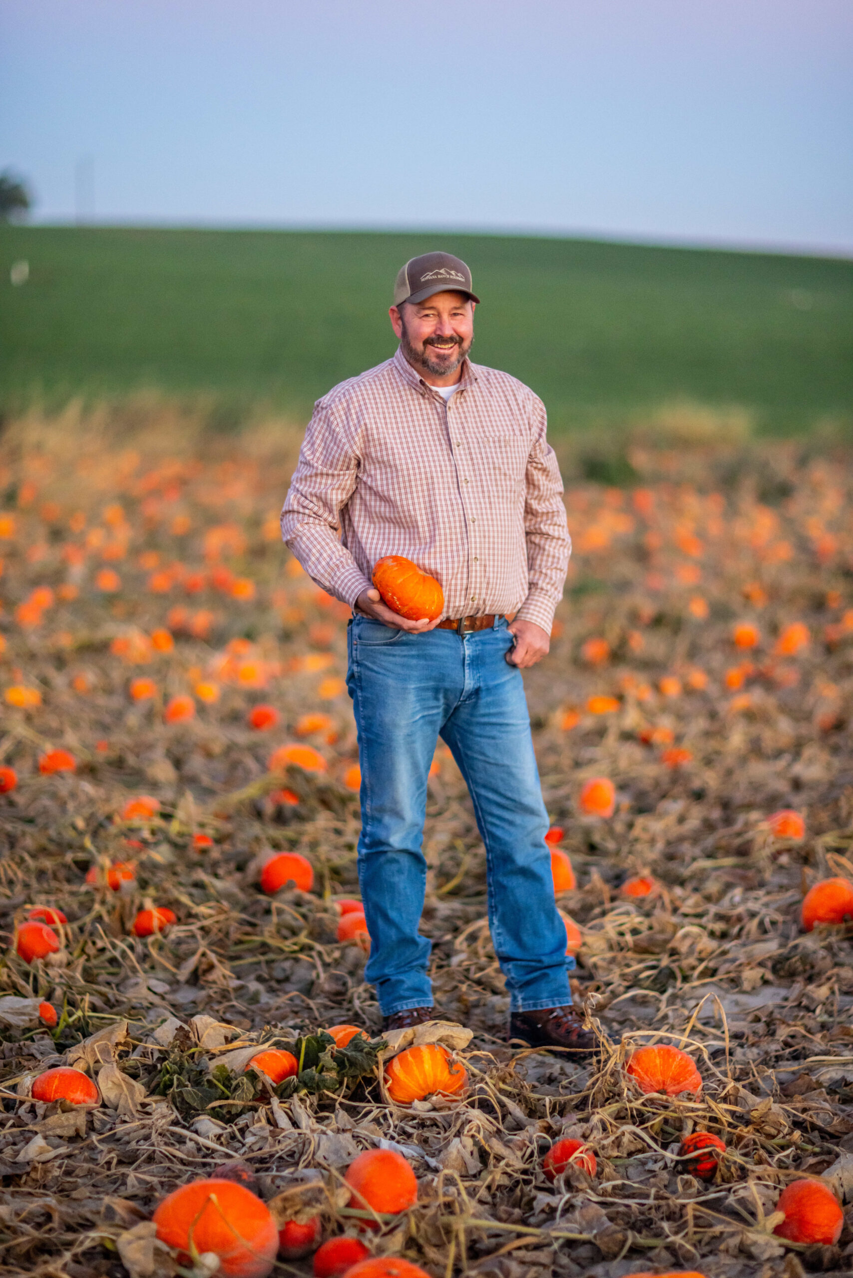 A man stands in a pumpkin field, holding an orange pumpkin. The field is dotted with pumpkins and has a green hill in the background.