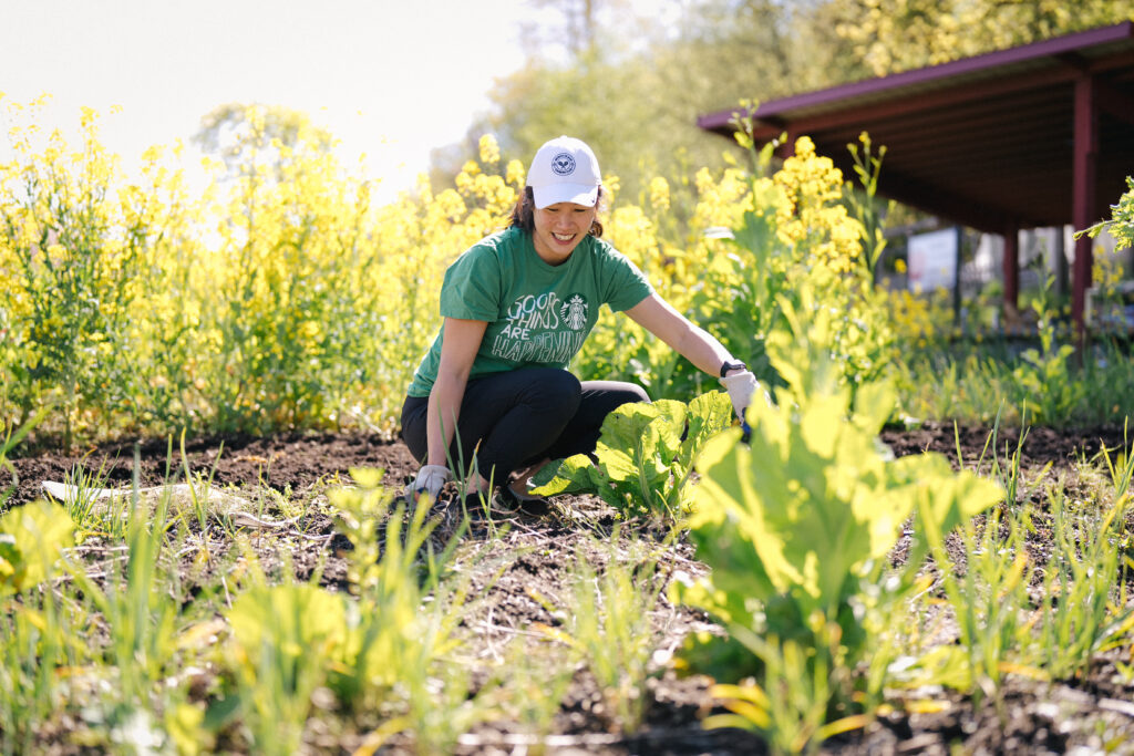 A person is kneeling in a garden, wearing a green shirt and a white cap, tending to plants surrounded by yellow flowers.
