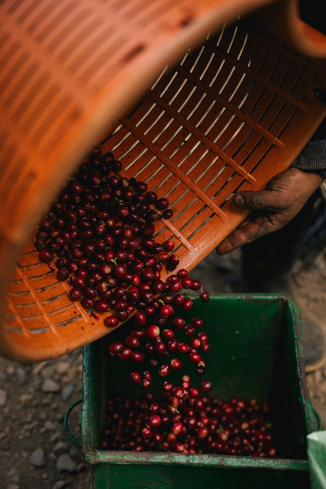 Red coffee cherries are being poured from an orange basket into a green container, with a hand visible holding the basket.